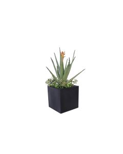 Agava Plant with Mixed Succulents