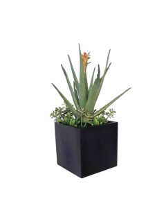 Agava Plant with Mixed Succulents