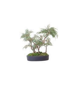 Ming Aralia Bonsai Plant in Oval Planter