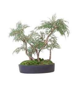 Ming Aralia Bonsai Plant in Oval Planter
