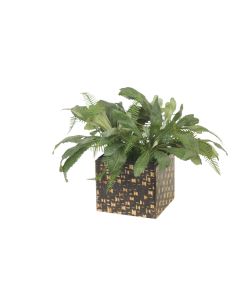 Succulent Foliage in Bamboo Black Box