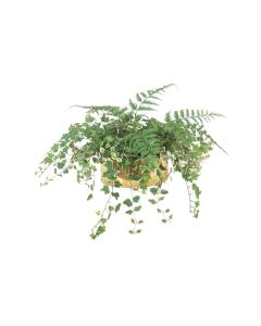 Mixed Fern and Ivy in Oval Brass