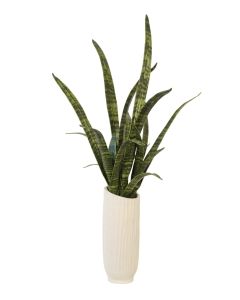 Sansevieria Snake Plant in Cream White Vase