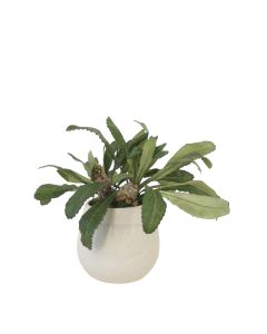 Succulent Leaves in Grey White Planter