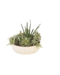 Mixed Succulents in White Bowl with Texture
