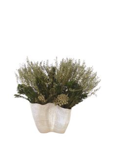Dried Lepidium Basil with Platys and Brunia in Wave Container