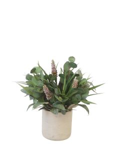 Eucalyptus with Grass, Capensia and Mullein in Grey Planter