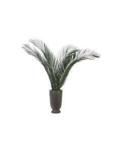 50" Preserved Phoenix Palm in Wooden planter