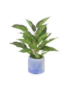 Rohdea Plant in Blue Planter