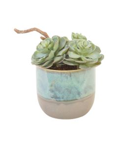Rosette Succulents in Turquoise/Grey planter