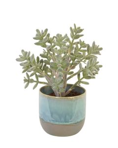 Jade Plant in Turquoise Pot