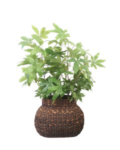 Green Money Tree in Oval Abaca Basket