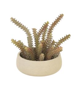 Crassula with Shells in Grey Planter