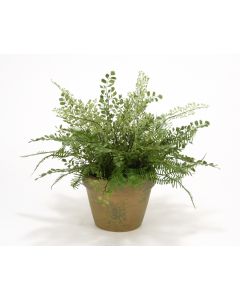 Maiden Hair and Asparagus Fern in Mossy Green Terra Cotta Pot