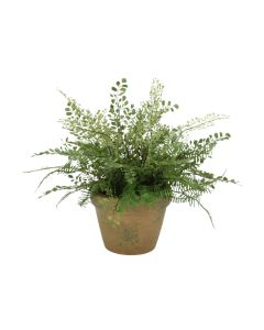 Maiden Hair and Asparagus Fern in Mossy Green Terra Cotta Pot