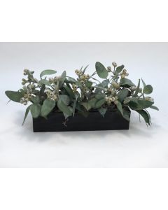 Frosted Eucalyptus in Black Box