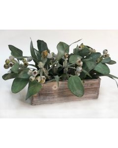 Frosted Eucalyptus in White Box