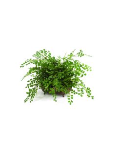 Maiden Hair Fern In Footed Oval Espresso Planter