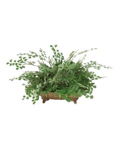 Maiden Hair Fern in Antique Brass Tray (Sold in Multiples of 2)
