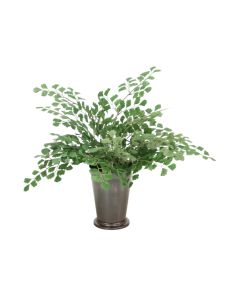 Maiden Hair Fern in Bronze Mint Julep Cup (Sold in Multiples of 4)