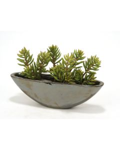 Succulents in Oval Black Pearl