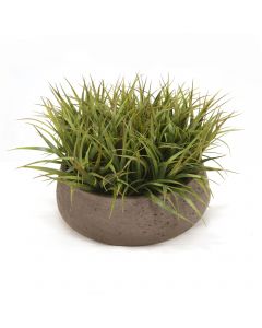 Grass in Round Chocolate Planter