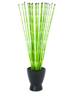 Snake Grass in Matte Black Zen Pot