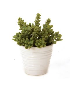 Succulents in White Format Vase