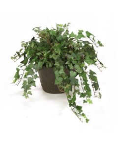 Mountain Ivy in 6" Stained Clay Pot (Sold in Multiples of 2)
