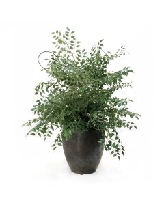 Smilax and Curly Willow in Bronze Plum Pot