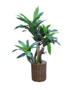 Dracaena Plant in Wicker Basket