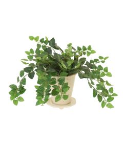 Greenery Assortment in Small Glossy White Plum Pot (Sold in Multiples of 2)