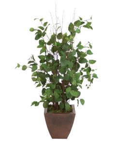Elm Floor Plant in Square Bronze Metal Contempo Planter