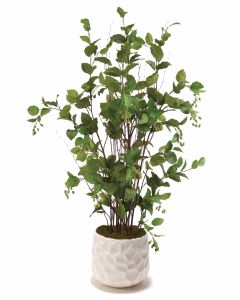 Elm Floor Plant in Large White Gabi Pot