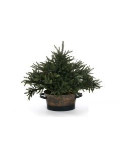 Fir Tree in Oval Antique Planter