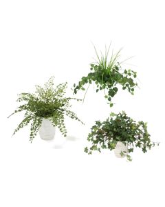 Assorted Greenery in White Ceramic Planter (PK 3)