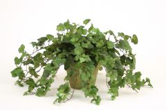 Hedera Ivy in Olive Green-Washed Garden Pot (PK 2)