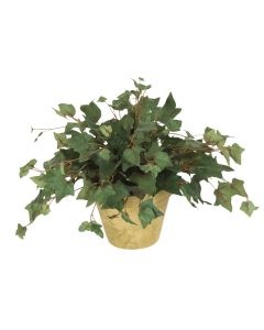 Hedera Ivy in Olive Green-Washed Garden Pot (PK 2)