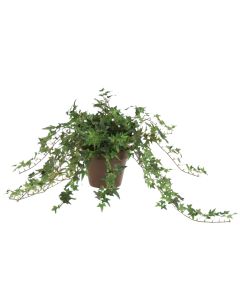 Pittsburgh Ivy in 6" Clay Pot (Sold in Multiples of 2)