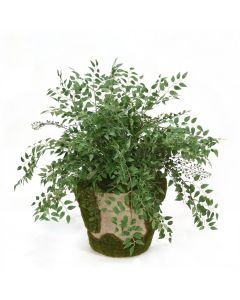 Smilax Fern in Mossed Pot