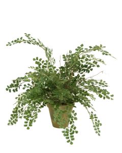 Maidenhair Fern in 6" Olive Green Garden Pot
