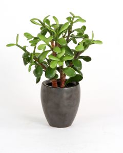  Jade Plant in Matte Black Earthenware Pot