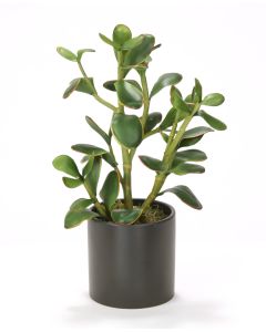 Jade Plant in Matte Black Circle Pot -sold in Multiples of 2