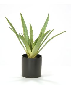 Aloe Plant in Matte Black Earthenware Pot (Sold in Multiples of 2)