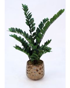 Zz Plant in Medium Burnt Gold Gabi Pot