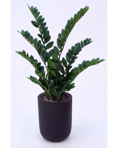Zz Plant in Small Dice Black Planter