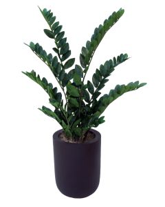 Zz Plant in Small Dice Black Planter