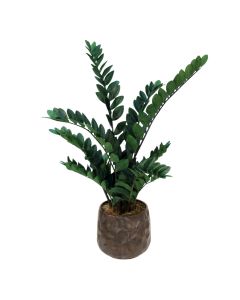 Zz Plant in Crystal Bronze Earthenware Planter