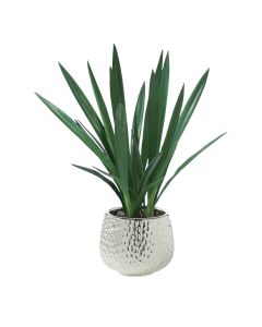 Cymbidium Plants in Supernova Silver Planter