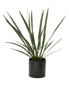 Cymbidium Orchid Blades In Matte Black Circle Pot (Min Pk2)